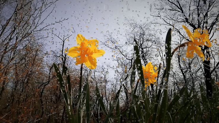 Funeral Poem for a Child – Angel by Christelle Dardagos